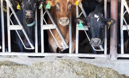 Drumgoon Dairy Lake Norden