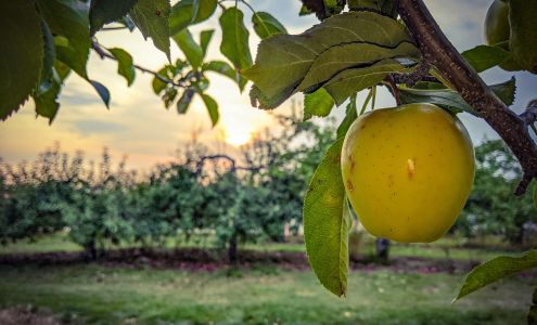 Johnston's Apple Orchard Ellsworth