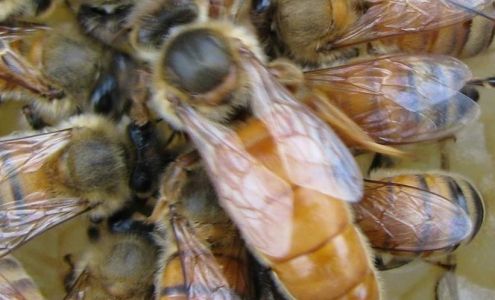 Indiana Honey Bees Lake Village