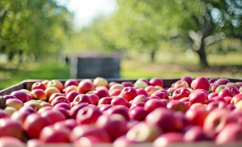 Grandview Orchard & Nursery Stock Antigo