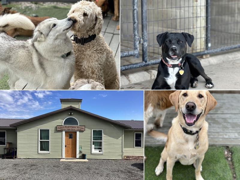 Auburn Field Canine Services