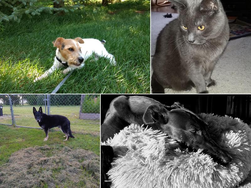 All Creatures Pet Sitting Service