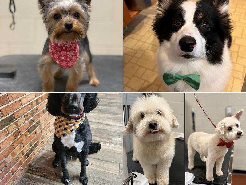 The Plover Rover LLC