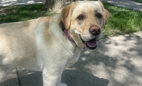 Nikki's Pet Services