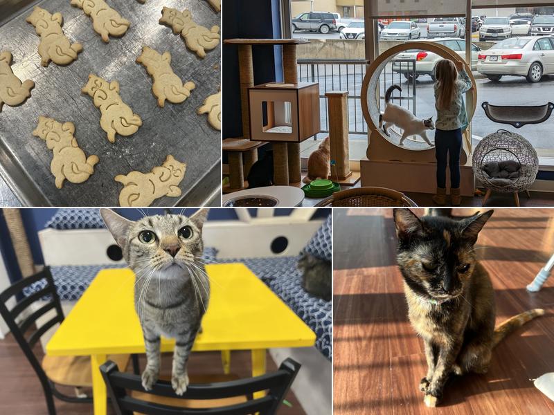 Bertha's Beans Cat Cafe