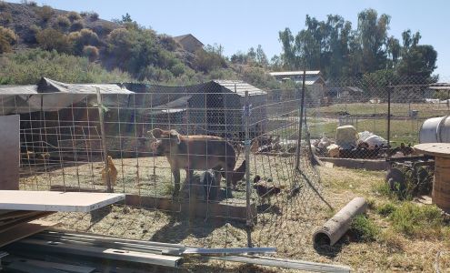 Quail Hollow Farm CSA Overton