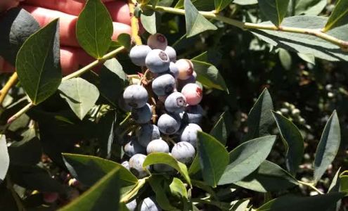 Rustic Dreams Farmstead aka Berry Heaven Garden Valley