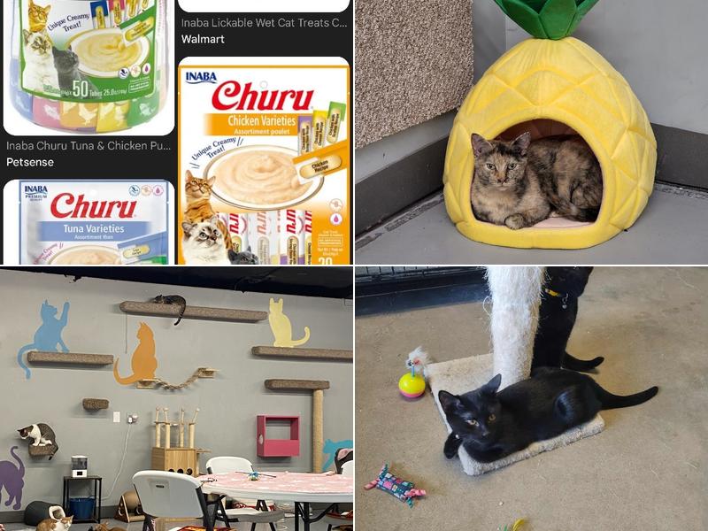 Second Cup Cat Cafe 417 N Rawhide Suite F, Olathe