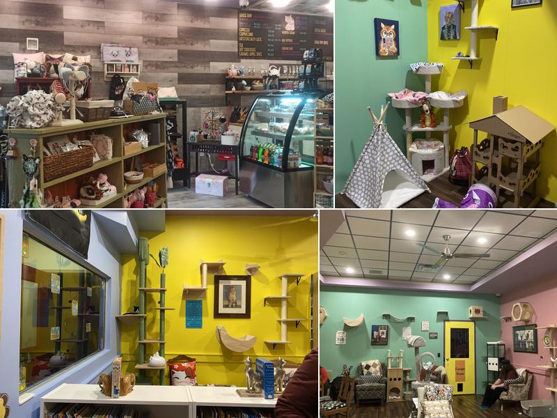 Yay For Strays - Cat Cafe