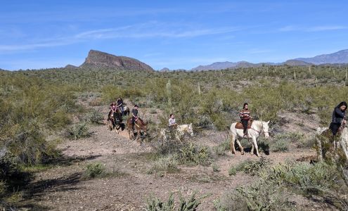 Betty's Trail Rides Castle Hot Spring Rd, Morristown Arizona 85342
