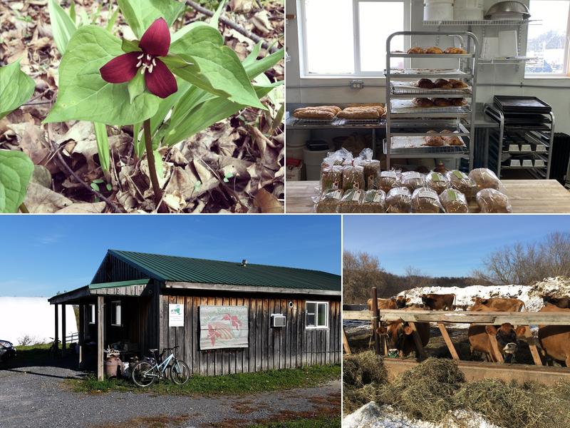 Wake Robin Farm 177 Brutus Rd, Jordan