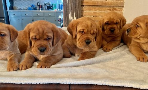 Ruby Jewel Labradors 1270 10th Rd, Burlington Kansas 66839