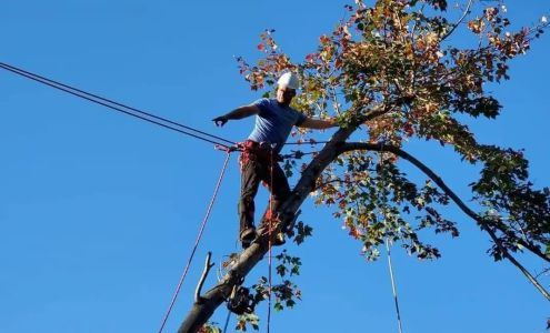 Tree Frog Arboriculture 334 B B King Rd, Bruceton Mills West Virginia 26525