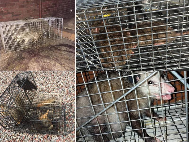 Pest Animal Removal Eugene