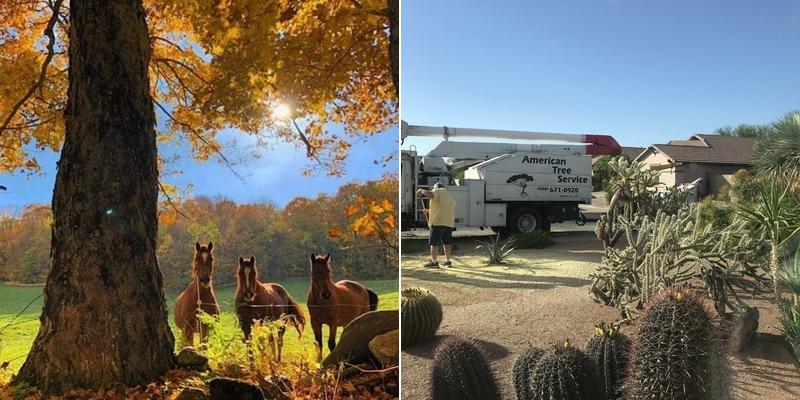 American Tree Service Apache Junction