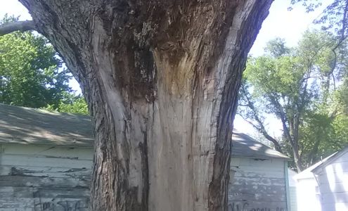 Budget Tree Services