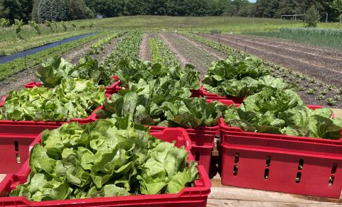 Chestnut Creek Farm Sterling