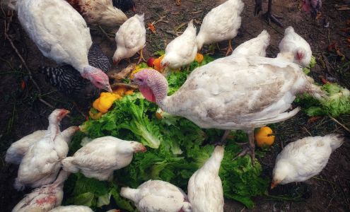 Sunny Side Up LLC Delta Junction