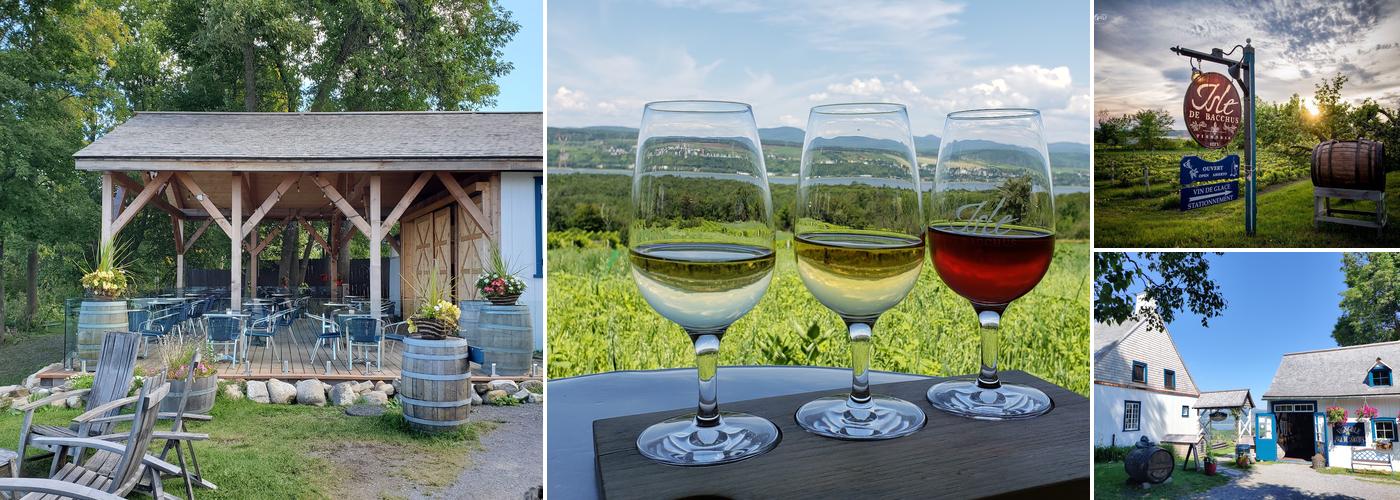 Vignoble Isle de Bacchus