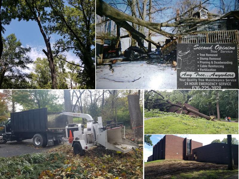 Second Opinion Tree Services