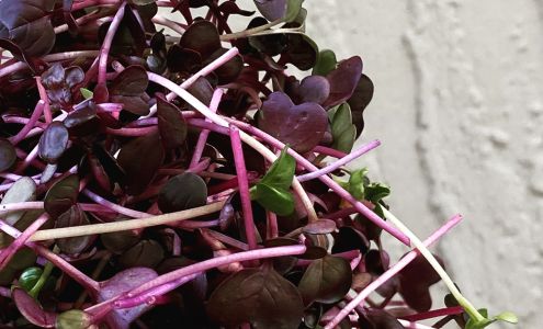 Early Girl Urban Farm