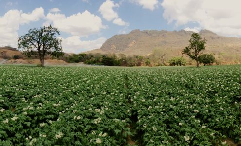 Pomme-De-Terre Lanaudoise Inc
