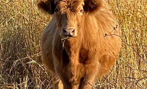 The TK Farm 100 Mile House