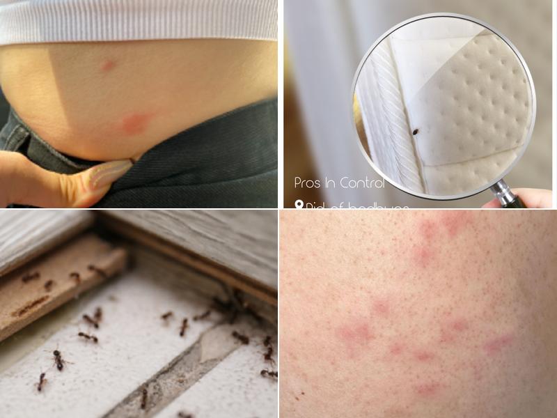 Pros In Control Pest Services