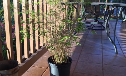 Whispering Winds Bamboo Hana