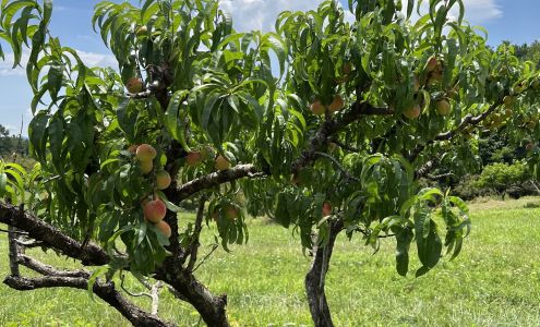 Henley's Orchard Crozet