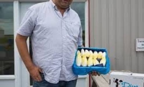 Les Endives J.M.S. inc.