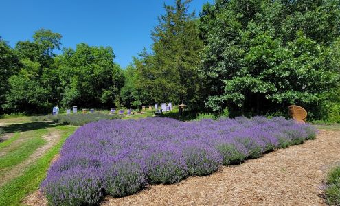 Lavender Hives Grand Bend