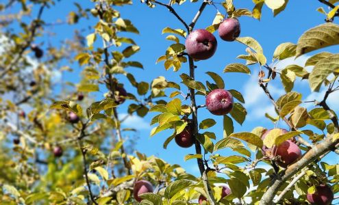 Dwight Miller Orchards Dummerston