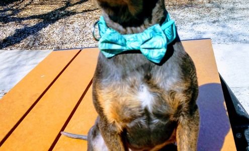 Giles County Animal Shelter Pulaski