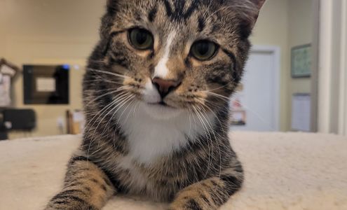 Animal Harbor Winchester