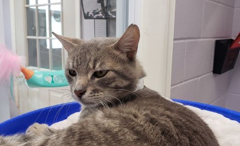 Athens Animal Shelter Athens