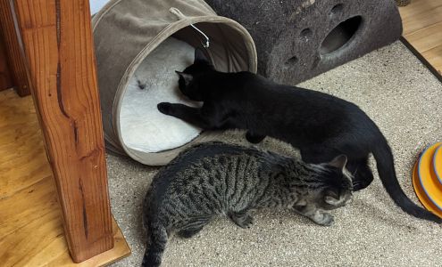 Paws4Life Humane Shelter Tiger