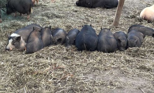 Outsiders Farm & Sanctuary Bowersville