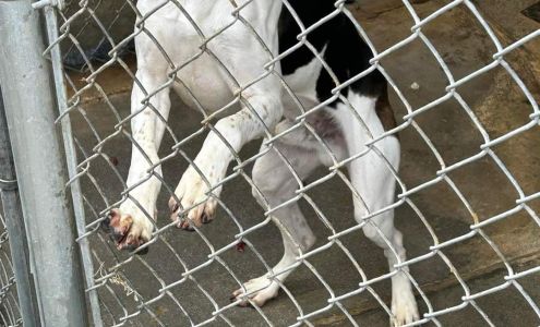 Companion Animal Rescue & Education- CARE Jefferson City