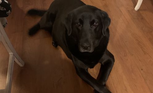 Caldwell County Animal Shelter Princeton