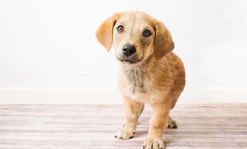 Blue Ridge Humane Society Hendersonville