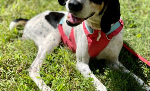 Madison County Animal Services Marshall