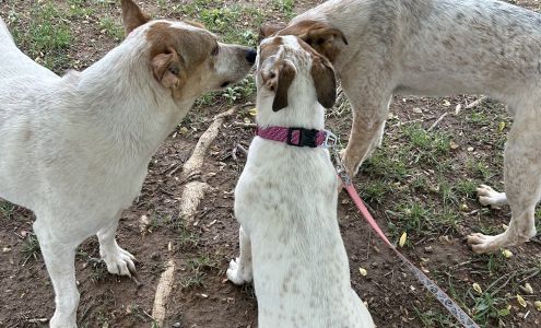 Taylor County Animal Shelter Campbellsville