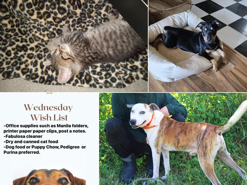 Cherokee Village Animal Control