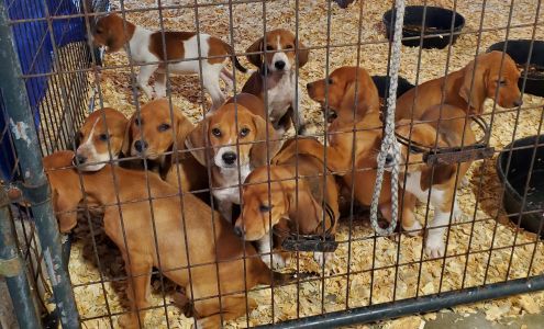 Searcy County Humane Society Shelter LESLIE