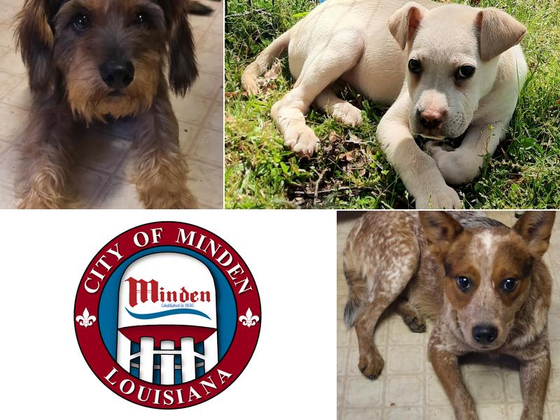 Minden Animal Control