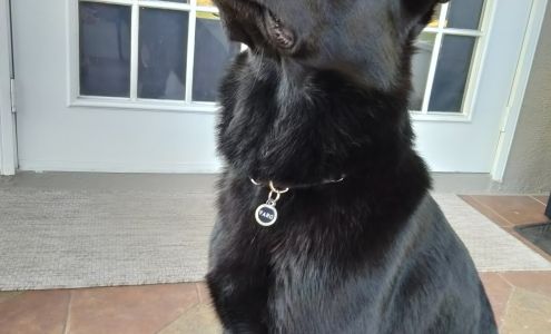 AKC German Shepherds, Puppies and Adults from Shepherd's Meadow Daytona Beach