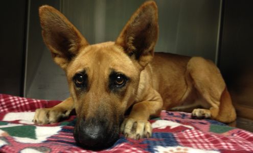 St Frances Animal Center Georgetown