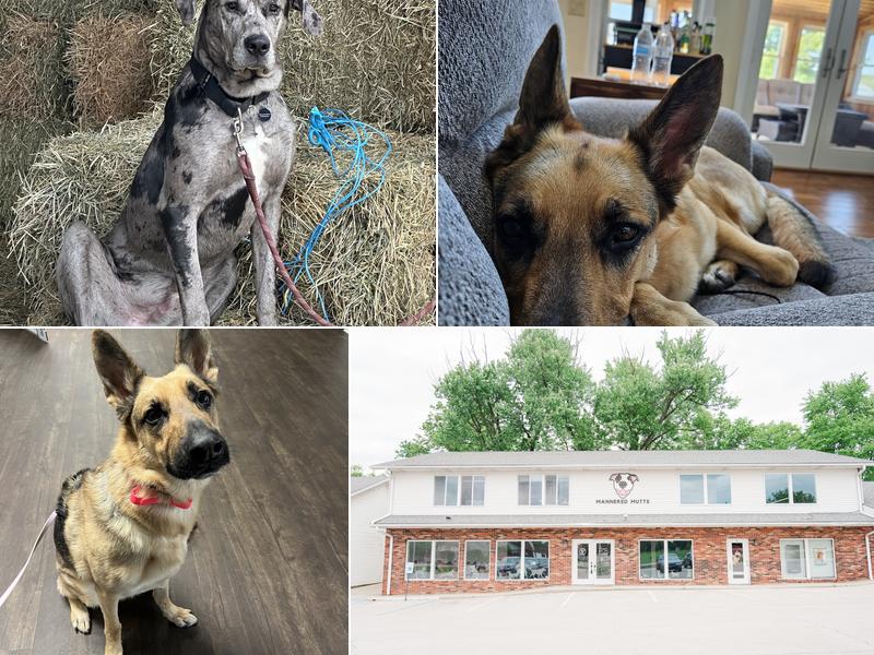 Mannered Mutts Training LLC