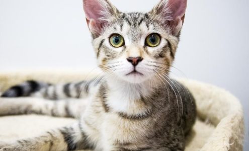 Spay the Strays Cat Rescue St. Cloud